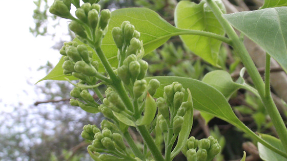 The beginnings of the white lilac