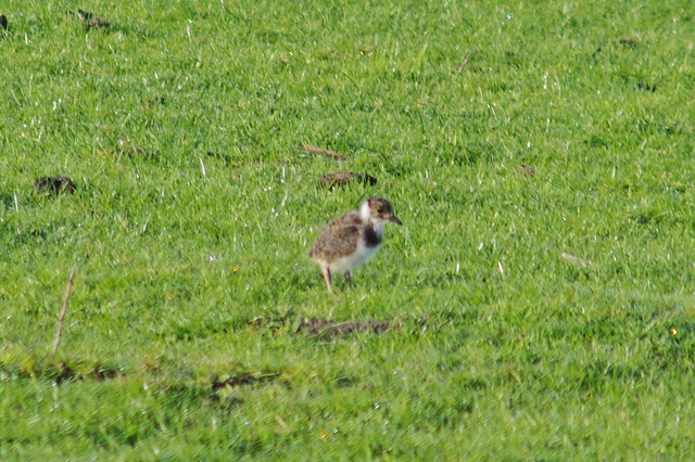 Lapwing chick at Padfield