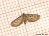 1837 Eupithecia subfuscata (Grey Pug)