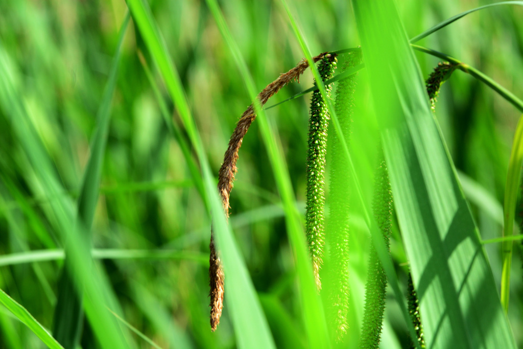 Grasses 1
