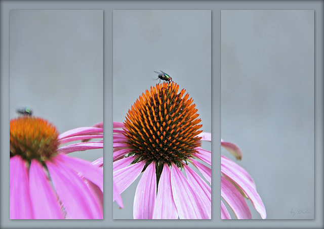 ❀❀ Echinacea ❀❀