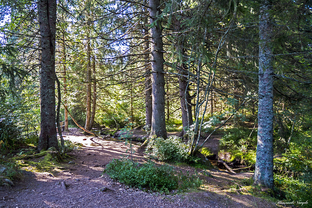 Auf dem Zauberwald-Pfad in Bernau im Schwarzwald