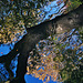 Reflected Tree. Wallsend Park