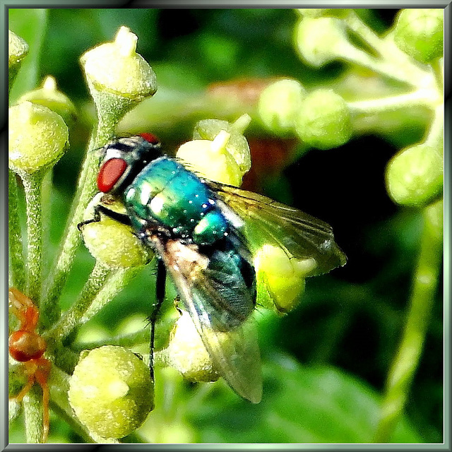 Goldfliege (Lucilia sericata) ©UdoSm