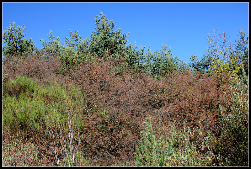 Prunelliers en automne (1)