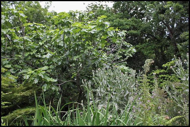 Ficus carica (2)