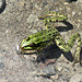 Wasserfrosch