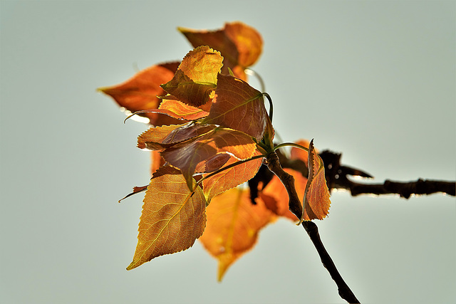 The Tenderness Of New The Tenderness Of New