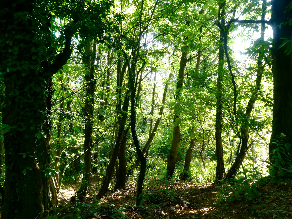 A spasso nel bosco