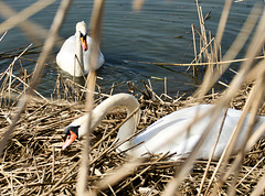 Schwanenpaar am Nest