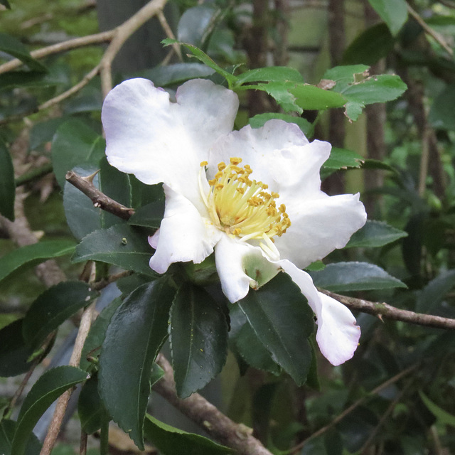 Camelia