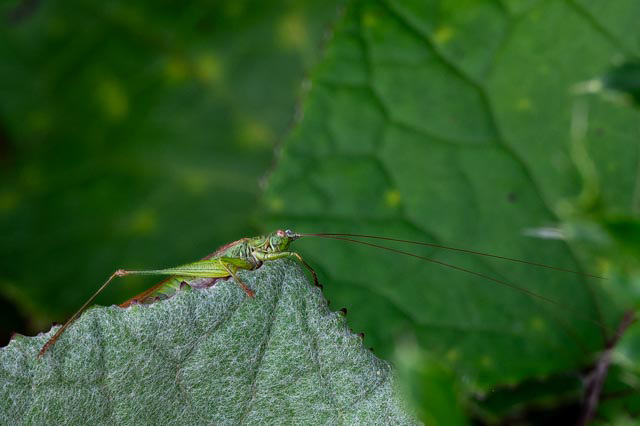 Long-winged Conehead-DSZ7513