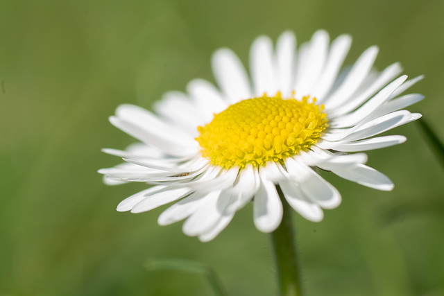 Gänseblümchen 1