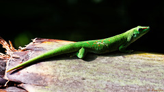 Madagaskar-Taggecko