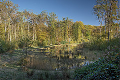 Marais Bois de Versoix 1 (tonemapped)