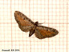 1838 Eupithecia icterata (Tawny-speckled Pug)