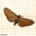 1838 Eupithecia icterata (Tawny-speckled Pug)
