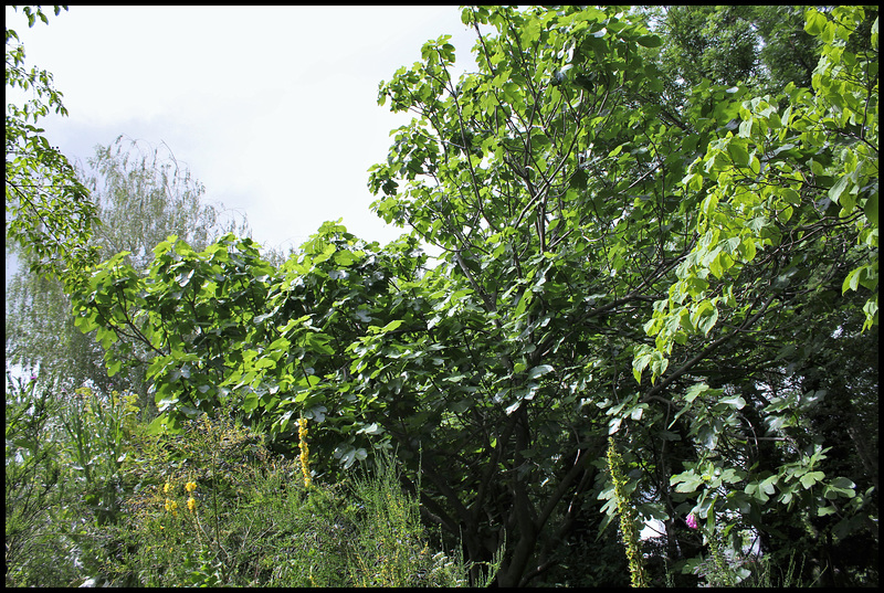 Ficus carica (3)