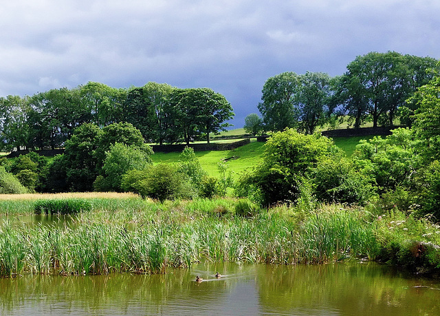 Summer landscape.