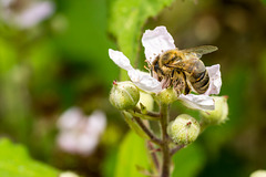 Hony Bee on Rose 03