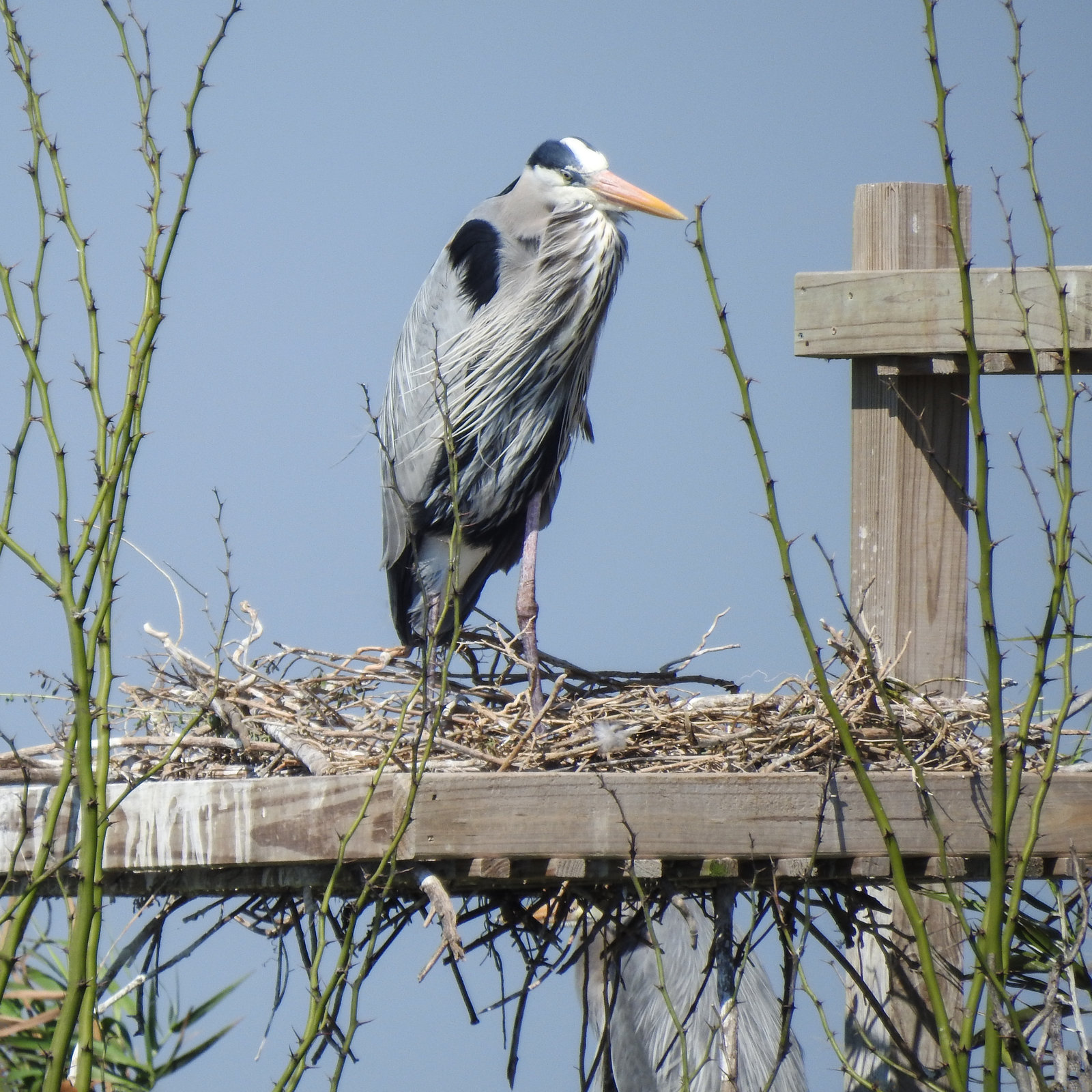 Day 3, nesting Great Blue Herons, Rookery, Aransas