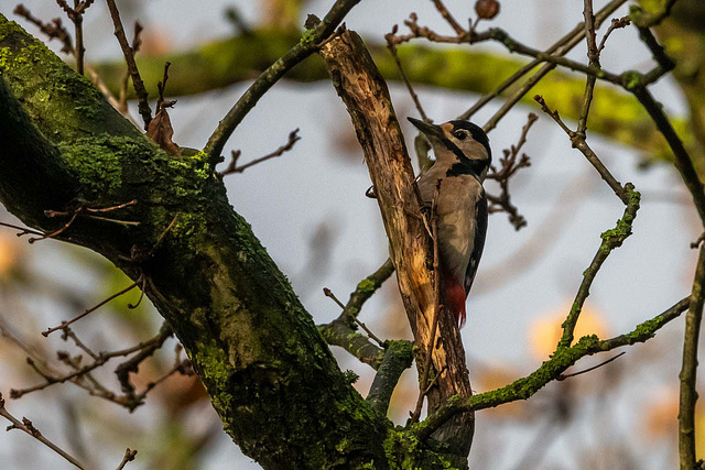 Great spotted woodpecker