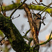 Great spotted woodpecker