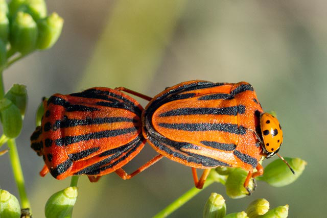 Striped Shield Bug-DSC 4609