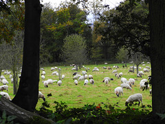 black heads and more