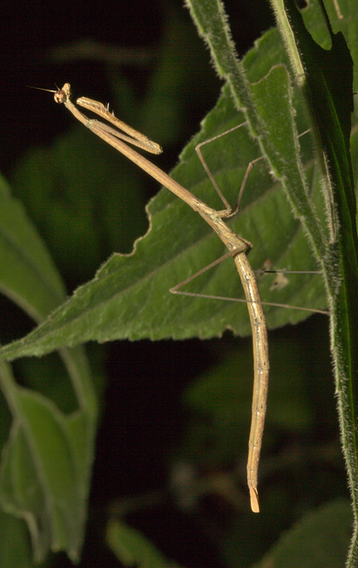 IMG 8624prayingmantid