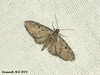 1851 Eupithecia virgaureata (Golden-rod Pug)