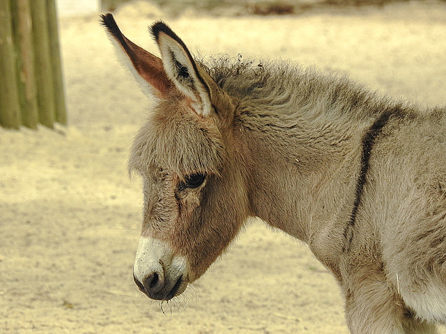 20170615 1920CPw [D~MS]  Esel, Zoo Münster