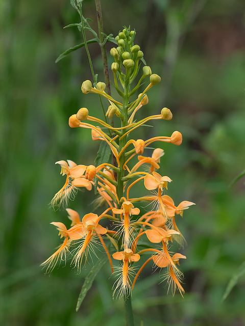 Platanthera ciliaris (Yellow Fringed orchid)