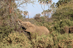 Snacking in the bush