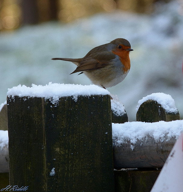 Christmas Greetings from Saddleworth