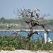 Day 3, Great Blue Heron nesting the old-fashioned way, Aransas