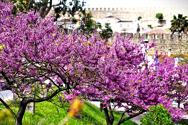 Óbidos