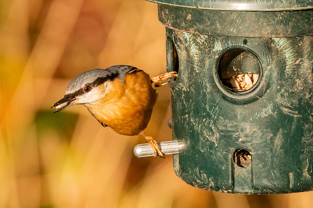 Nuthatch