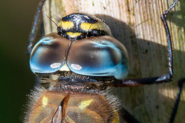 Migrant Hawker-DSZ0894-Enhanced