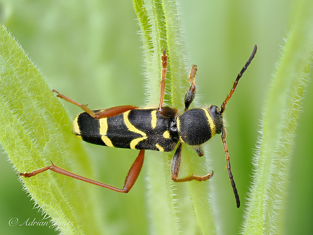 Wasp Beetle (Clytus arietis) Wasp Beetle (Clytus arietis)
