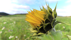 SSC 417 - Blütenblätter SSC 417 - Blütenblätter