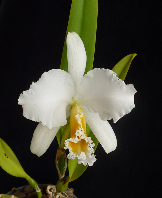 Cattleya percivalliana var.alba