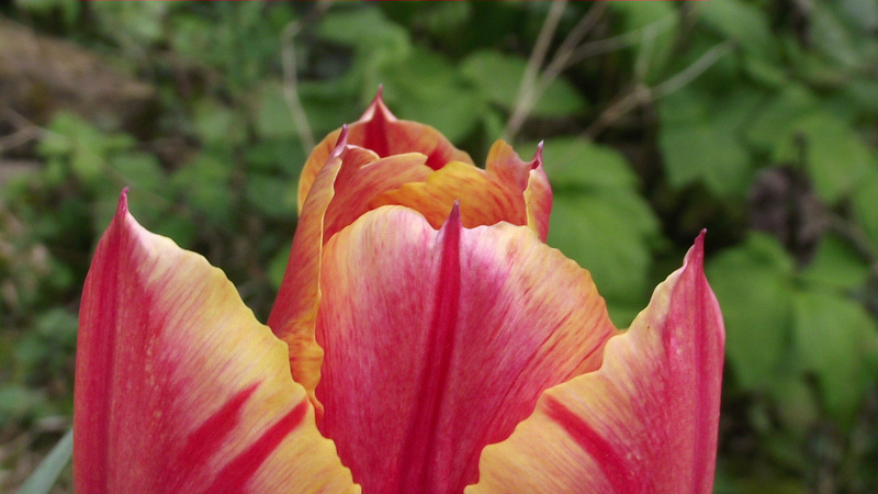 Lovely striped tulips