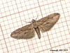 1855 Eupithecia phoeniceata (Cypress Pug)