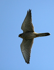 Rüttelfalke