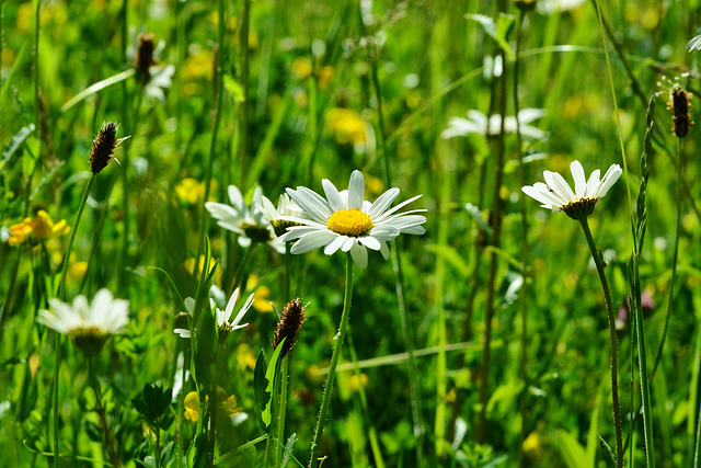Summer Meadow