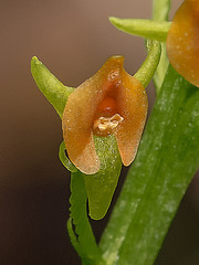 Malaxis spicata (Florida Adder's-mouth orchid)