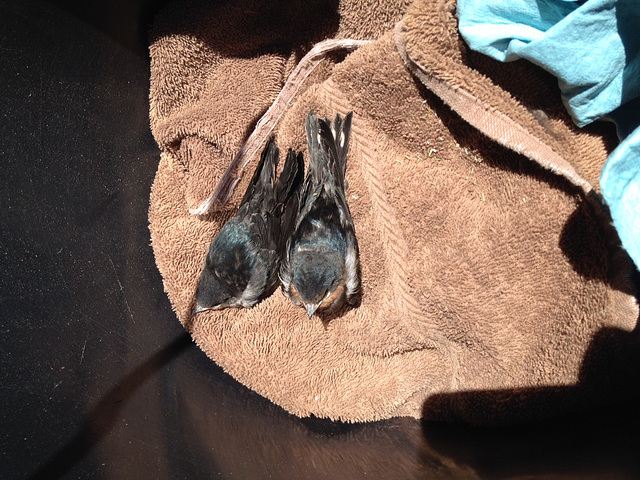 baby barn swallows drying off after falling in the trough
