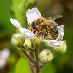 Hony Bee on Rose 05