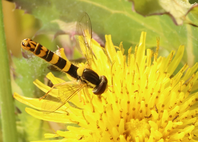 IMG 3512Hoverfly